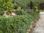 Casa Rural Montión gardens and plants